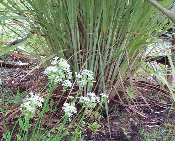 お庭におすすめの植物です