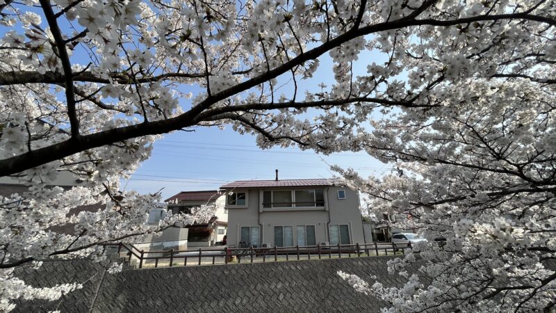 立川の家、元町公園の家　サクラが満開